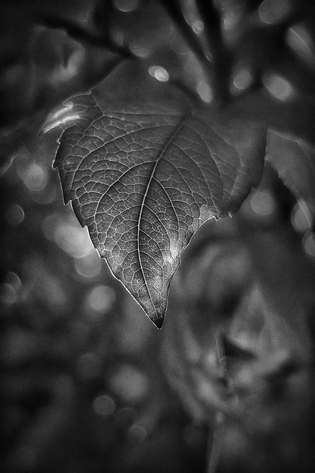 Black and white macro photography of a leaf highlighting texture and structure